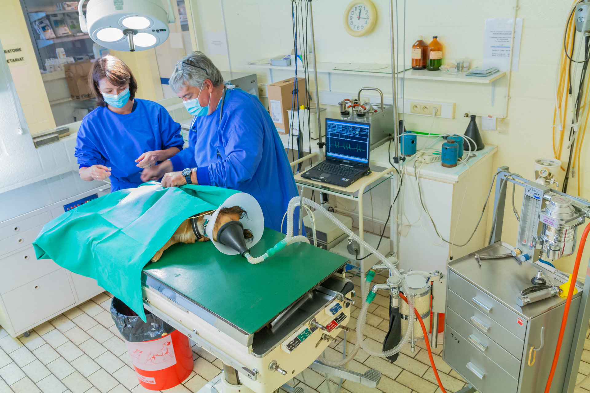 Chirurgie vétérinaire Vaux-sous-Chèvremont Cointe Liège