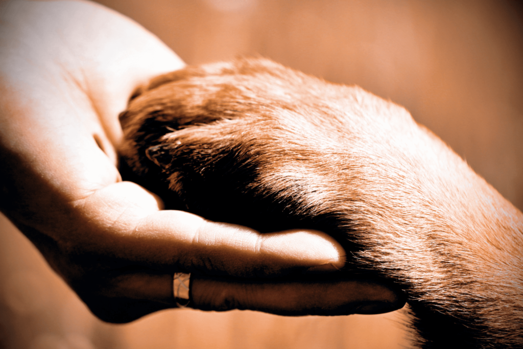 euthanasie chien Vaux-sous-Chèvremont Cointe Liège